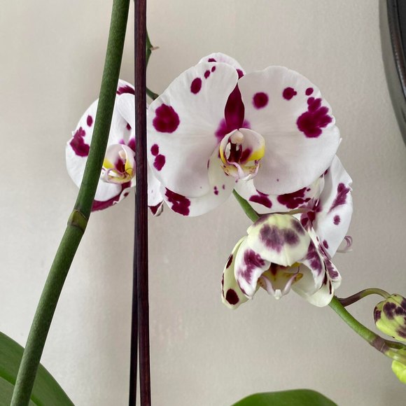 Meet your Posher, Marc - Picture 2 of 2